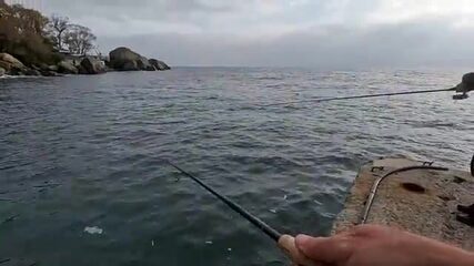 Сарган молчит, а под Алупкой клюёт селёдка на пилькер