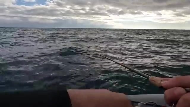 Сарган молчит, а под Алупкой клюёт селёдка на пилькер