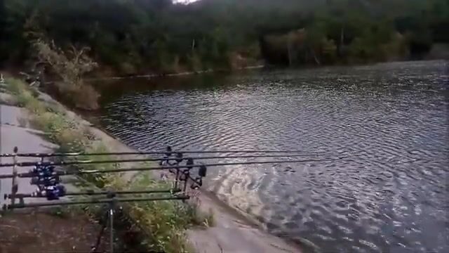 Корми точку заранее, и карп на озере Бам под Алуштой возьмёт