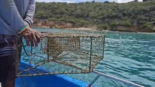 Ловушки-горшки и рыба-попугай на лодке у Сэнди-Граунд, Ангилья