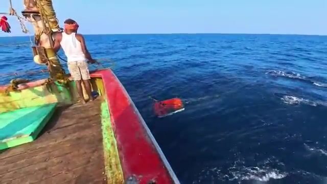 Ищи хищника там, где Аравийское море бьётся о скалы Омана