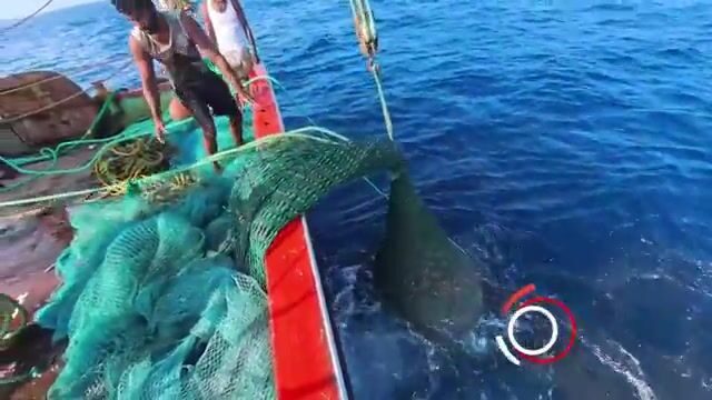 Ищи хищника там, где Аравийское море бьётся о скалы Омана