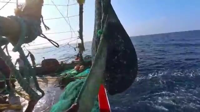 Ищи хищника там, где Аравийское море бьётся о скалы Омана
