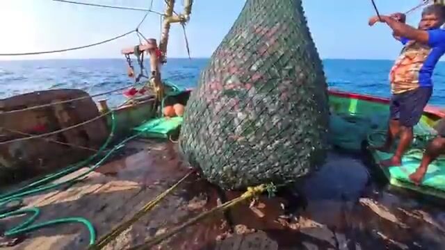 Ищи хищника там, где Аравийское море бьётся о скалы Омана