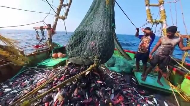 Ищи хищника там, где Аравийское море бьётся о скалы Омана