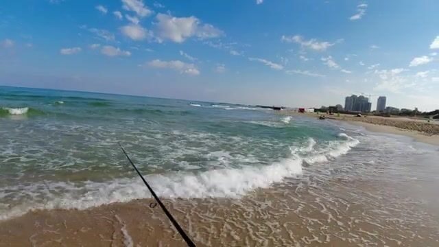Сарг на червя и кладки черепах на пляже Ашкелона