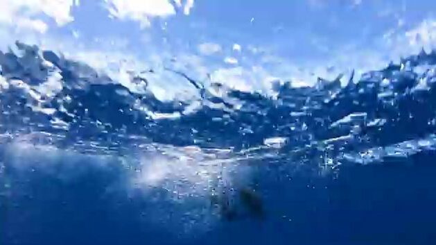 На Астове (Сейшелы) гигантского каранкса ищут не в воде, а на спинах скатов