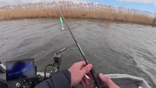 Судак под Астраханью берёт объёмный силикон, а не червя