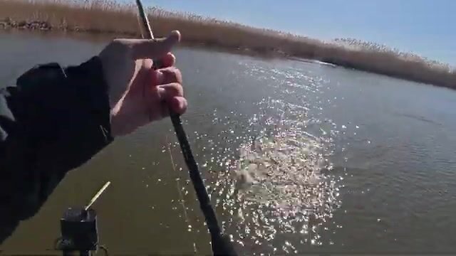 Судак под Астраханью берёт объёмный силикон, а не червя