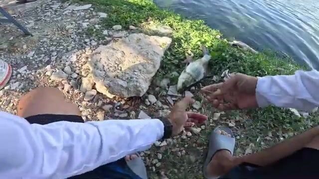 150 бат за вход, и меконгский сом на крючке - будни платного пруда в Бангкоке