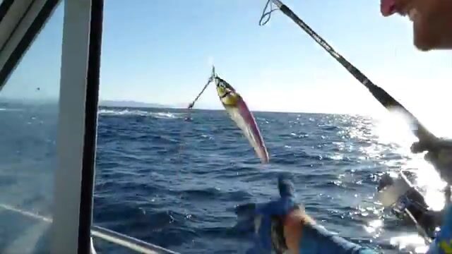 Во второй день в Бискайском заливе тунец пошёл под сто пятьдесят кило