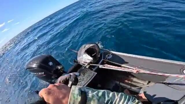 Двести кило и пять часов на кресле: гигантский тунец в заливе Бей-оф-Айлендс