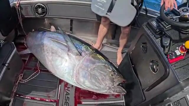 Двести кило и пять часов на кресле: гигантский тунец в заливе Бей-оф-Айлендс
