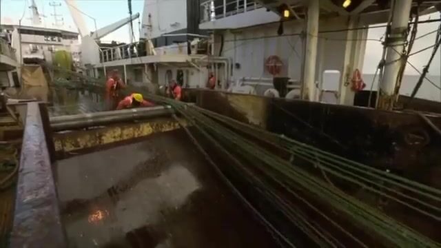 200 тонн минтая за один трал: будни плавучего завода в Беринговом море