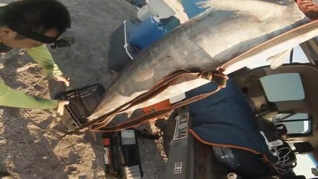 60 граммов в темноте: ночная кахала у берега Большого острова Гавайи