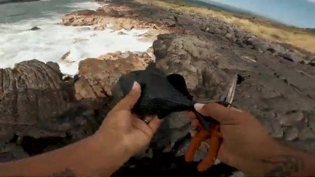 В одиночку на рифе Биг-Айленда, среди черепах и острых камней