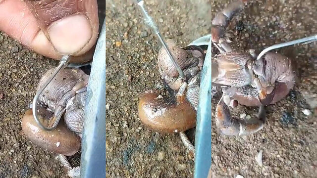 Битез вечером. Барабулька есть, крупного нет