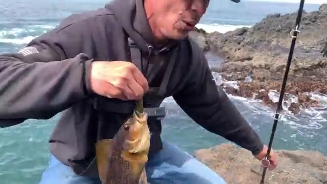 «Чёрное море»: шесть чёрных морских окуней с обледеневших камней