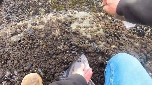 «Чёрное море»: шесть чёрных морских окуней с обледеневших камней