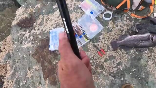 «Чёрное море»: шесть чёрных морских окуней с обледеневших камней