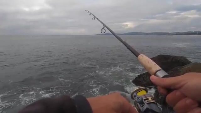 «Чёрное море»: шесть чёрных морских окуней с обледеневших камней
