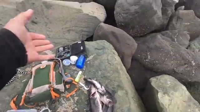 «Чёрное море»: шесть чёрных морских окуней с обледеневших камней