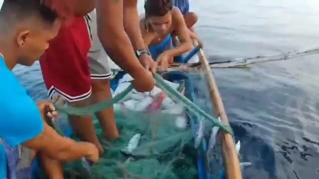 Бохоль отдаёт сеть, а в ней - улов на весь берег