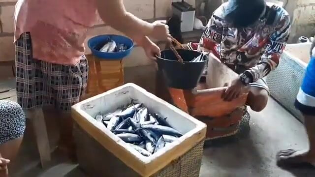 Бохоль отдаёт сеть, а в ней - улов на весь берег