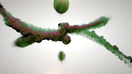 Камбоджа, разлившиеся рисовые поля: змееголов на бамбуковую снасть