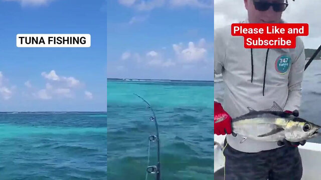 Карибское море пахнет летучей рыбой, а тунец гонит наживку под горизонт