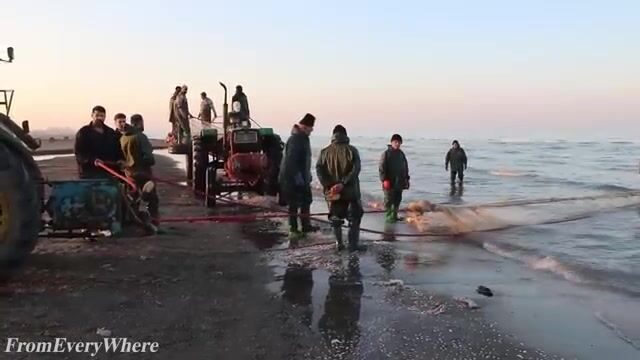 Каспийское море: сеть в четыреста метров тянут волоком с берега