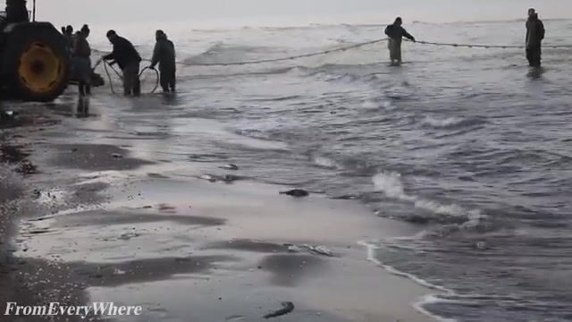 Каспийское море: сеть в четыреста метров тянут волоком с берега