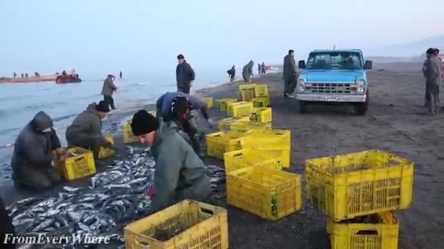 Каспийское море: сеть в четыреста метров тянут волоком с берега