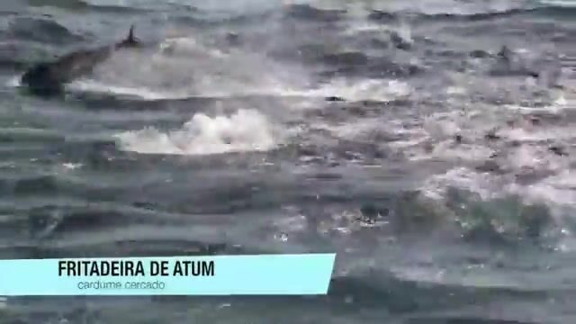 Банка Ганнибал у Койбы: вода вскипает, когда жёлтопёрый тунец бьёт наживку