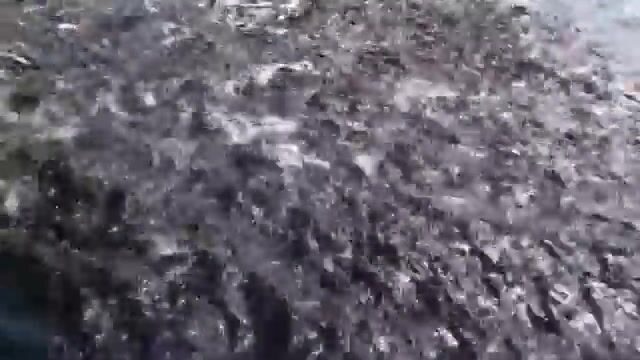 Банка Ганнибал у Койбы: вода вскипает, когда жёлтопёрый тунец бьёт наживку