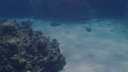 Коралловое море: штиль, гарпун наизготовку, охота на императора-рыбу