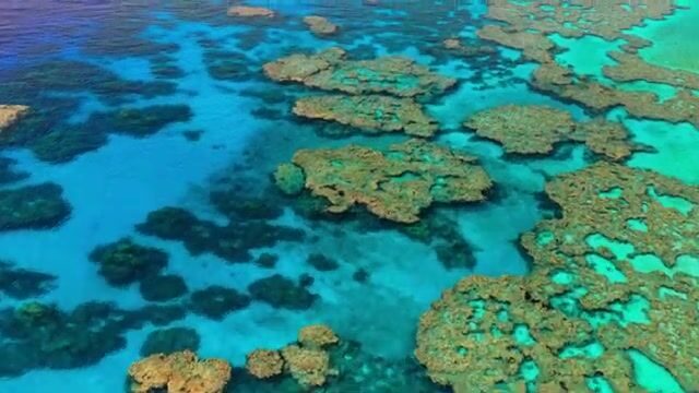 Коралловое море: штиль, гарпун наизготовку, охота на императора-рыбу