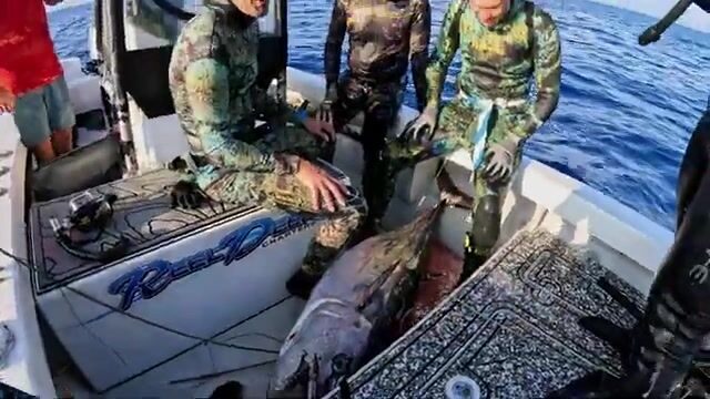 Коралловое море: штиль, гарпун наизготовку, охота на императора-рыбу