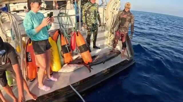 Коралловое море: штиль, гарпун наизготовку, охота на императора-рыбу