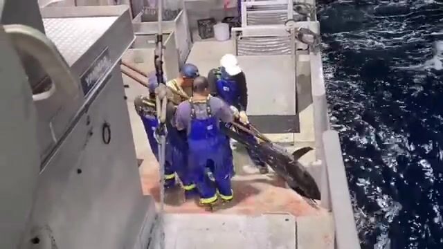 300 миль в открытом Коралловом море (Австралия), буйки через каждые четыре мили