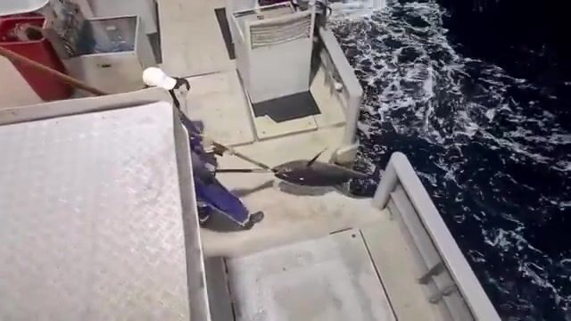300 миль в открытом Коралловом море (Австралия), буйки через каждые четыре мили