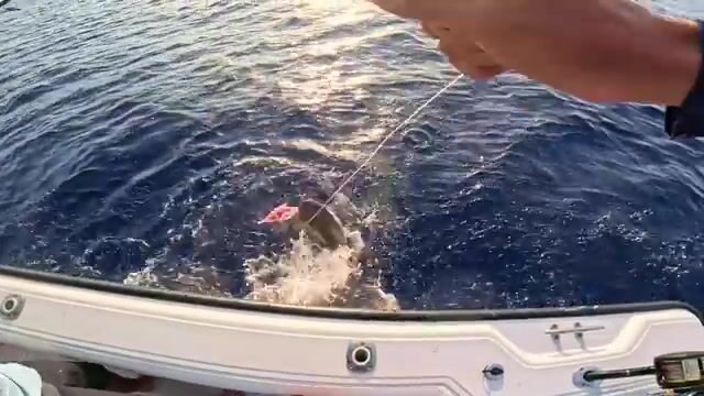 Экспедиция в сердце Кораллового моря - и рыба получает прозвище «динозавр»