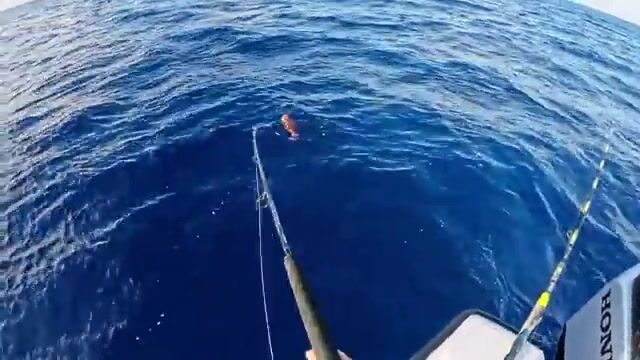 Экспедиция в сердце Кораллового моря - и рыба получает прозвище «динозавр»
