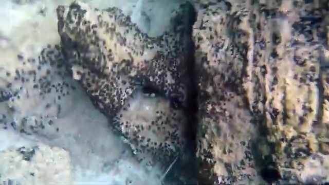Под стенами Дубровника прячется рыба, которую туристы не замечают