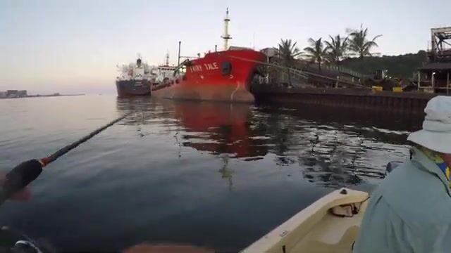 Дурбан, семь мастей каранкса под одним волноломом