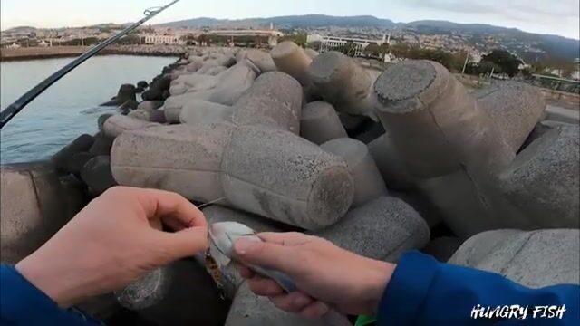 Бросай джиг с мола Фуншала на рассвете, там ходит макрель