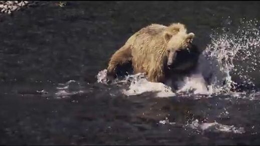 Дальневосточная река молчала недолго