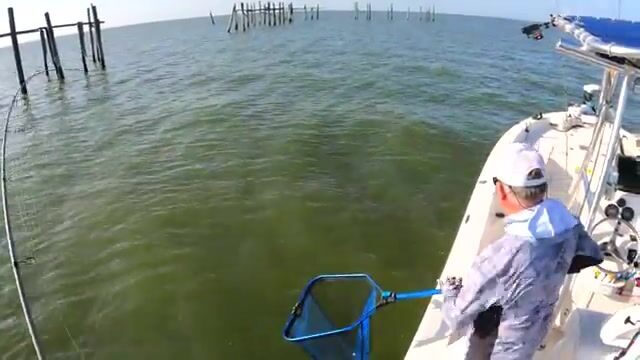 Ищи рыбу под обломками причала - урок из Галвестона