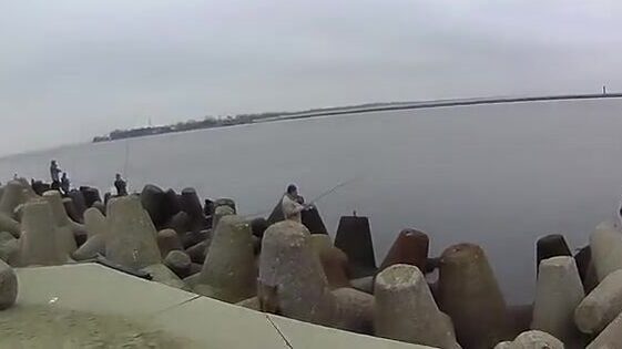 На Балтийской косе, у самого парома, вёдрами таскаешь салаку