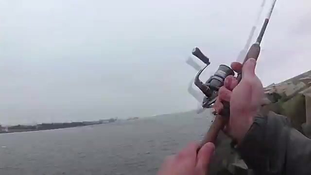 На Балтийской косе, у самого парома, вёдрами таскаешь салаку